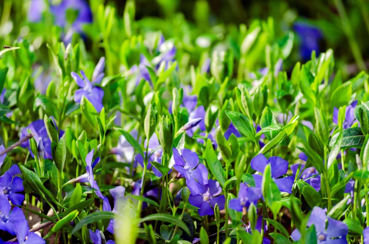 Les secrets des couvre-sols : des alliés incontournables pour les jardiniers avertis