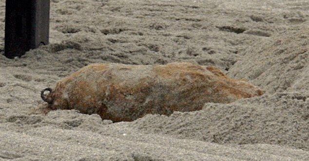 Un obus de la Seconde Guerre mondiale découvert dans du sable en Gironde