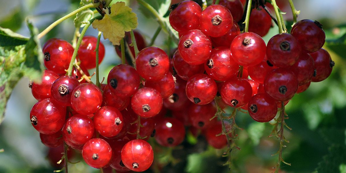 Transformez vos petits fruits rouges : 7 recettes essentielles