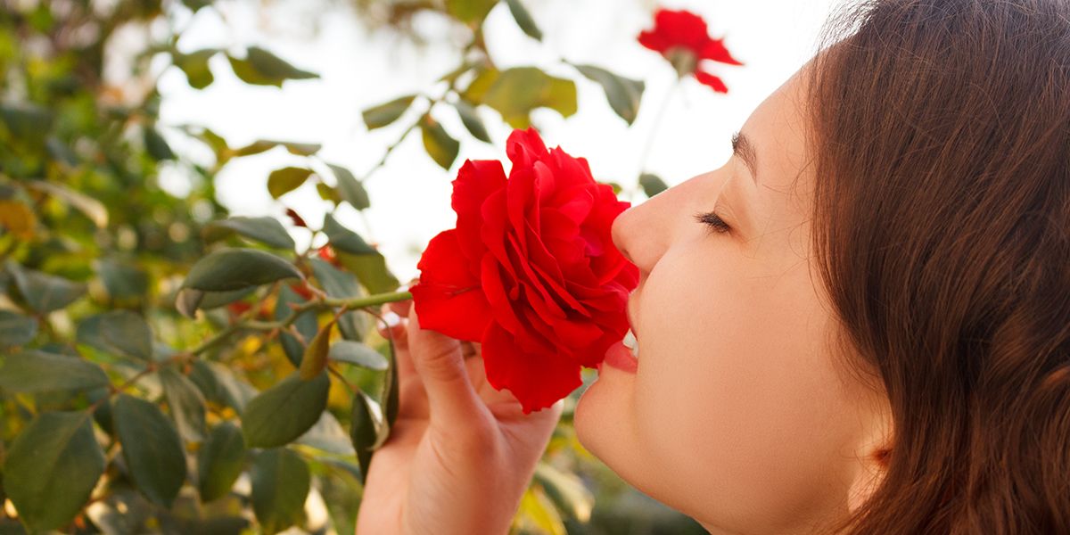 l'odeur des fleurs : un parfum de communication et de survie