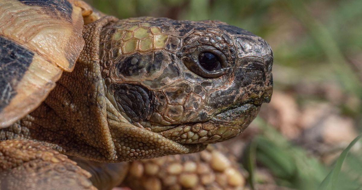 Vingt-trois tortues sauvées sur l'A7 : un exemple inquiétant de trafic