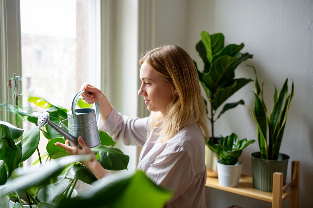 une plante surprenante qui défie les échecs de jardinage