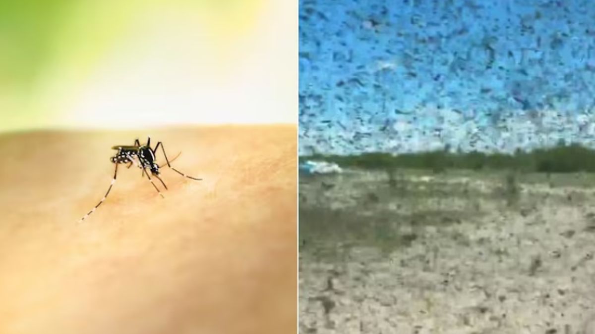 Des moustiques à couper le souffle : une invasion transforme une escapade en cauchemar
