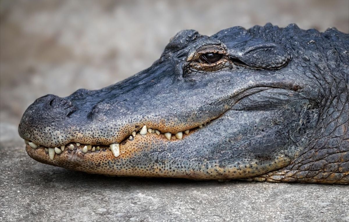 Un automobiliste pris au piège par un alligator en tentant d'échapper à la police