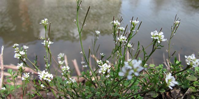 Cardamine hirsute : le cresson des murailles
