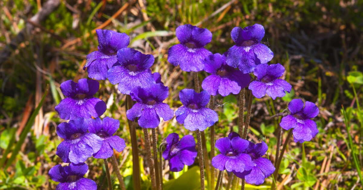 dites adieu aux moustiques grâce à cette plante carnivore