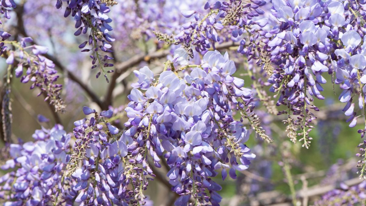 les secrets de la taille de la glycine révélés
