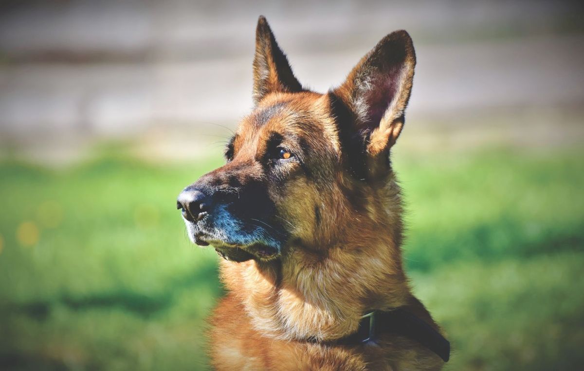 Un sauvetage héroïque en mer : un chien dérive sur un kayak pendant deux heures