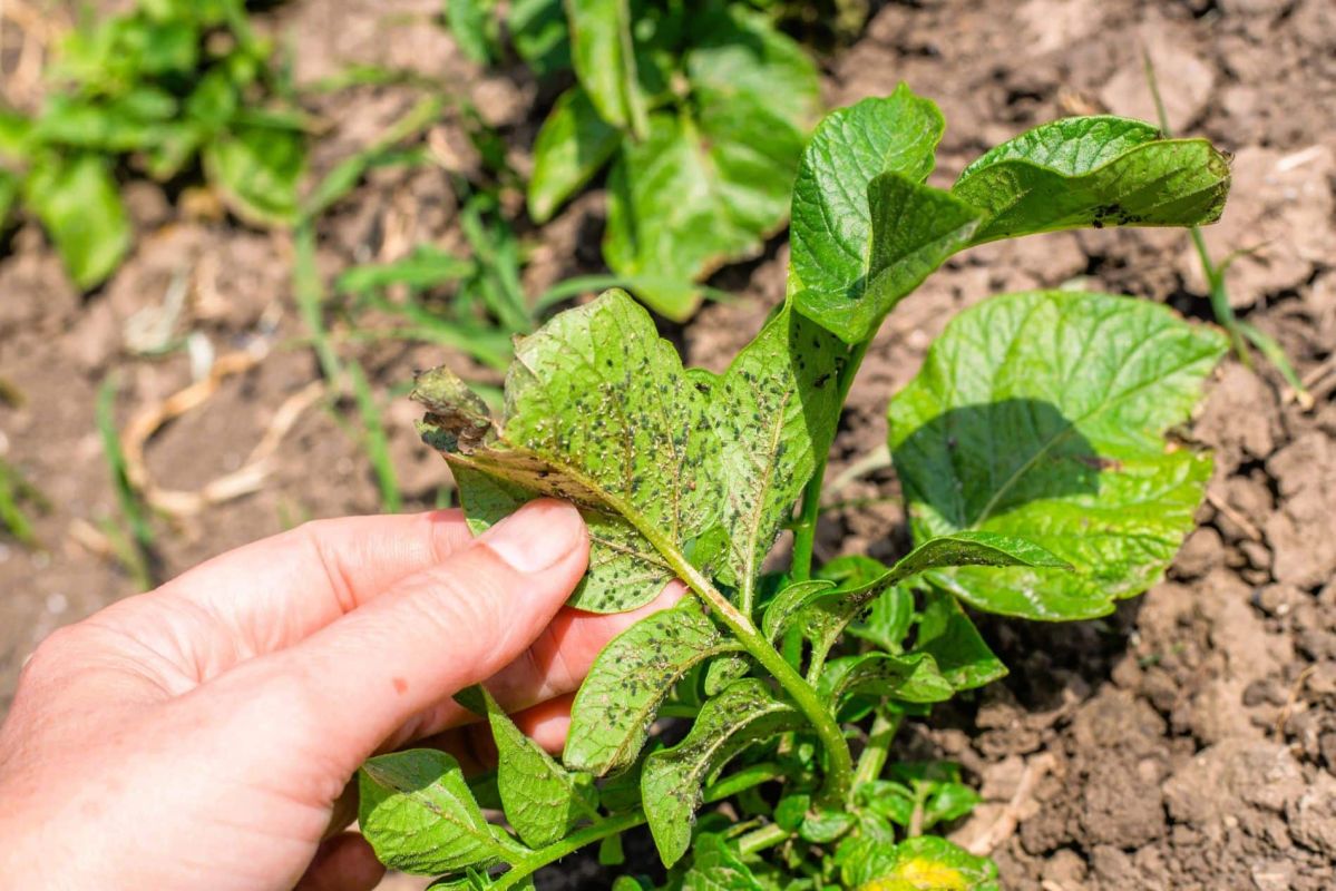 Des astuces naturelles pour sauver vos plantes des pucerons