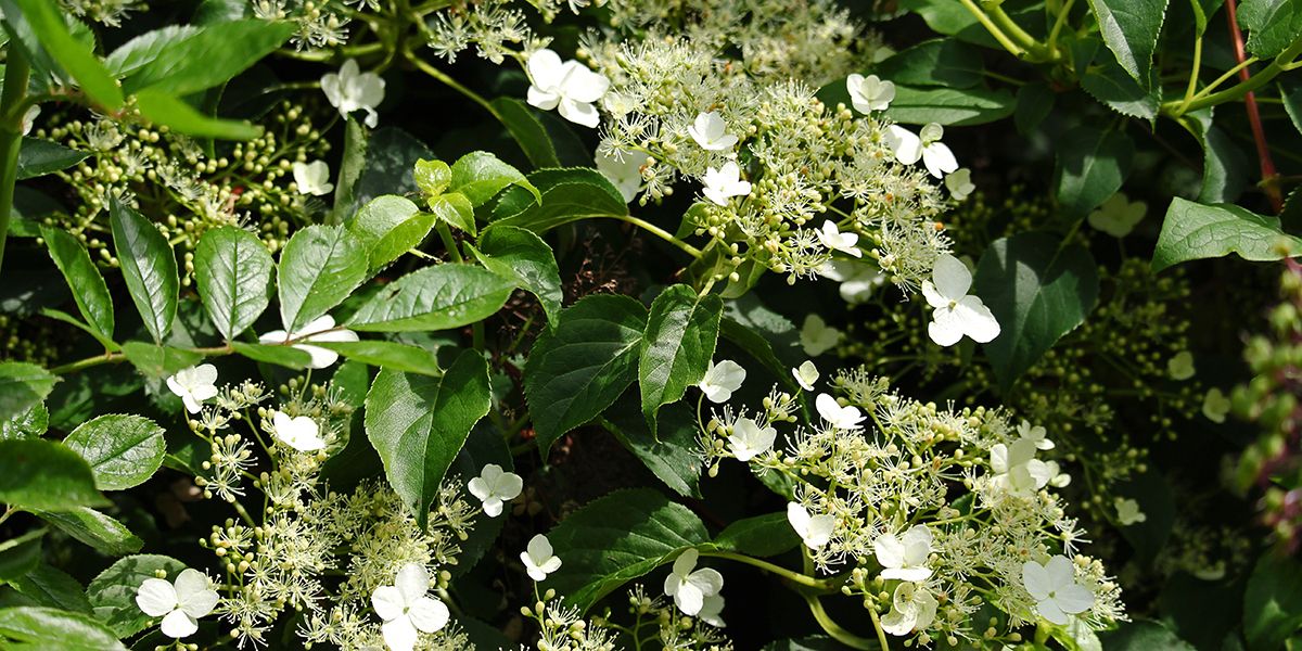 Hortensia grimpant (Hydrangea petiolaris) pour un mur au Nord