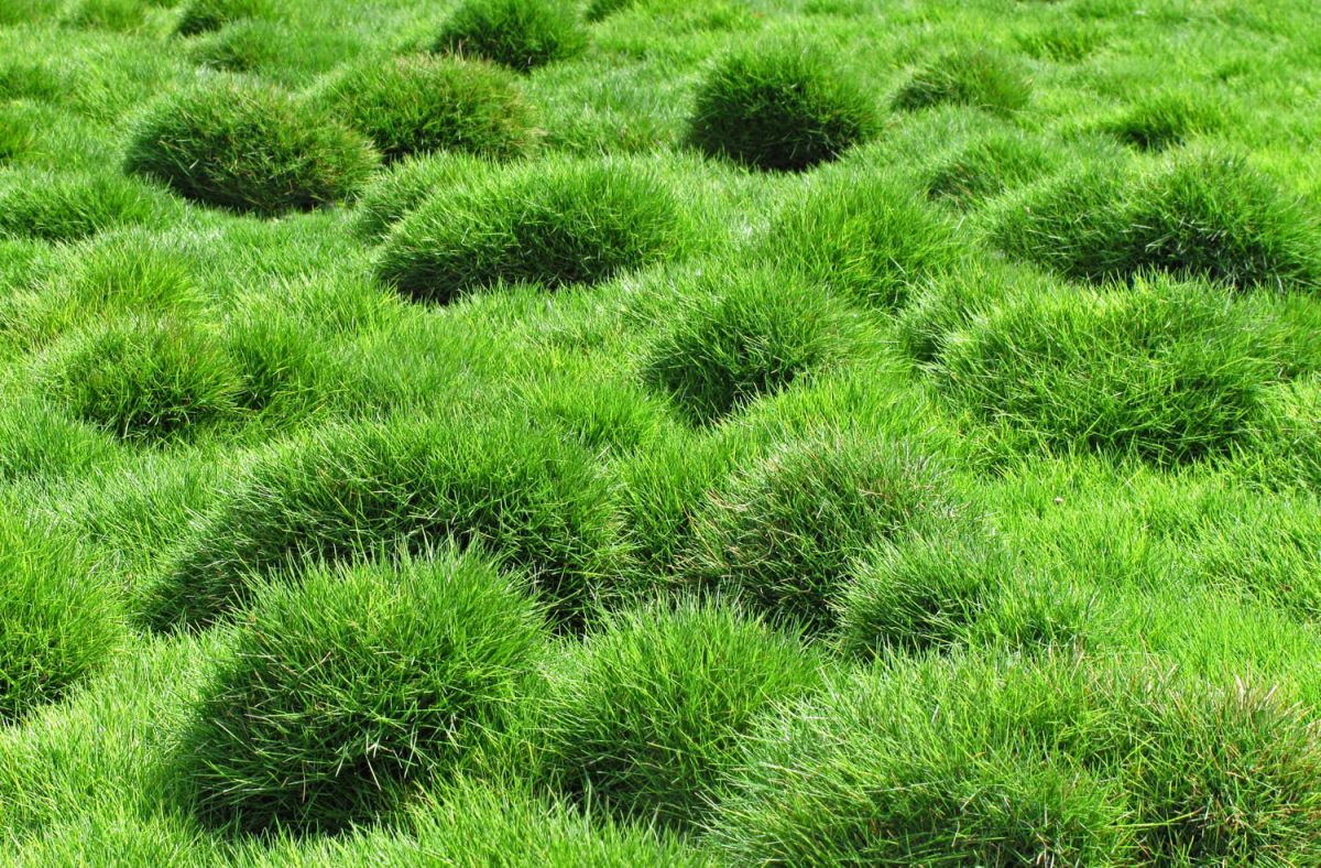 Zoysia tenuifolia : le gazon idéal pour vos espaces verts