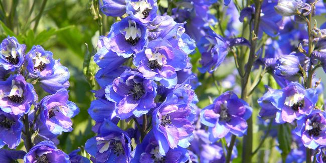 À la découverte des délicates hampes florales du pied d'alouette