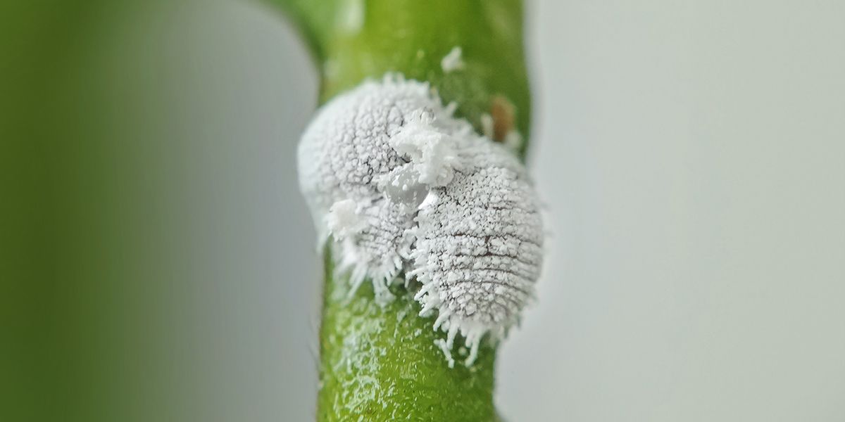Comment lutter contre l'invasion de la cochenille farineuse