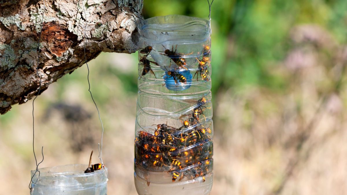 Protégez votre jardin : astuces pour éviter les frelons asiatiques cet été