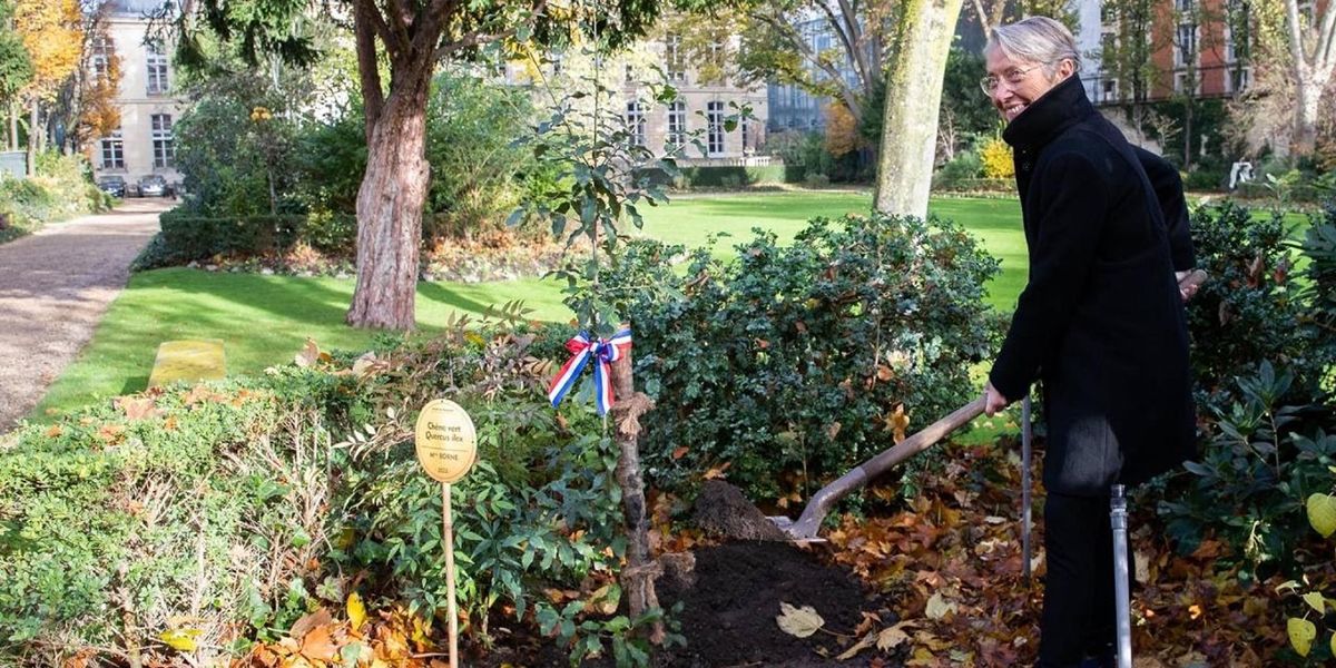 Les arbres de Matignon : un héritage durable des Premiers ministres