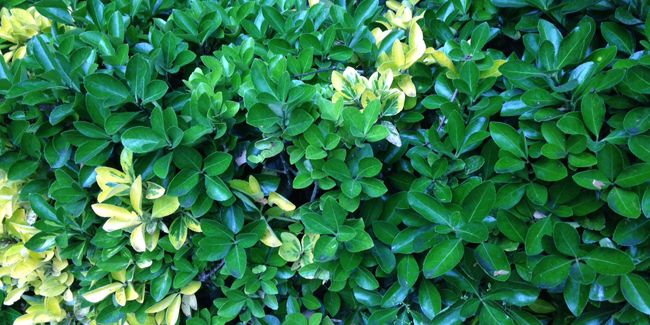 Fusain du Japon (Euonymus japonicus) ou fusain vert