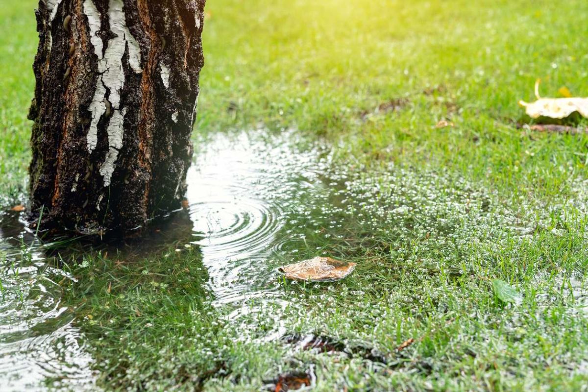 Comment protéger votre jardin des inondations : des gestes simples et efficaces