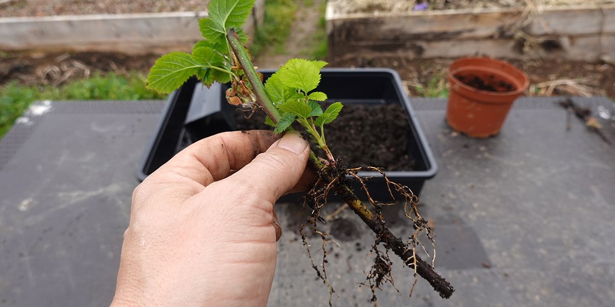 Multiplication des plantes : Le guide du bouturage à portée de main