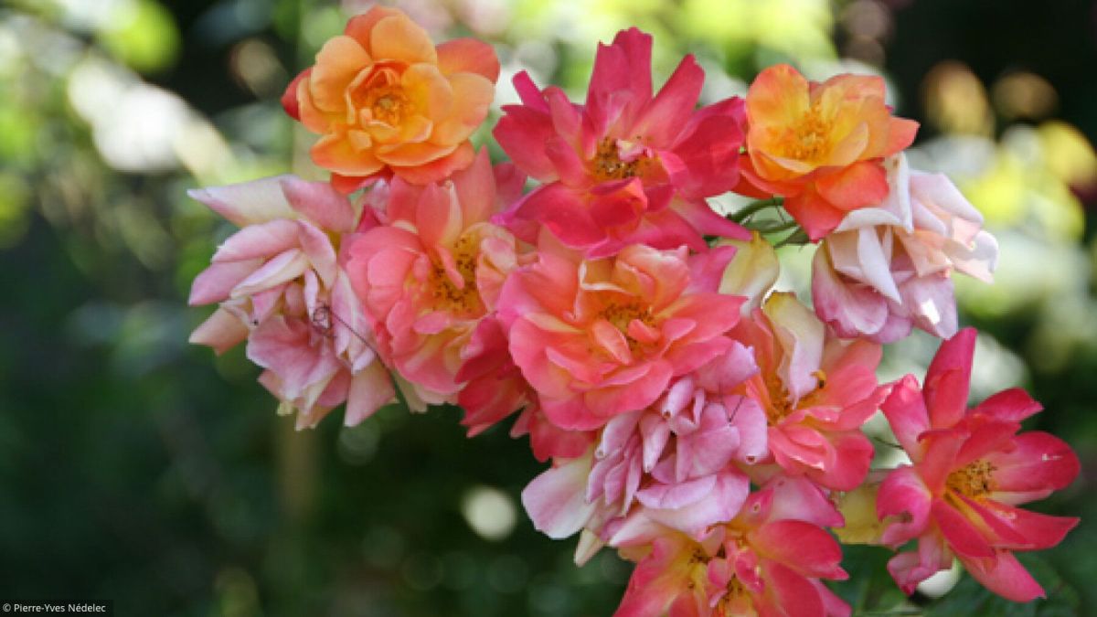Découvrez ces rosiers étonnants qui embellissent vos jardins