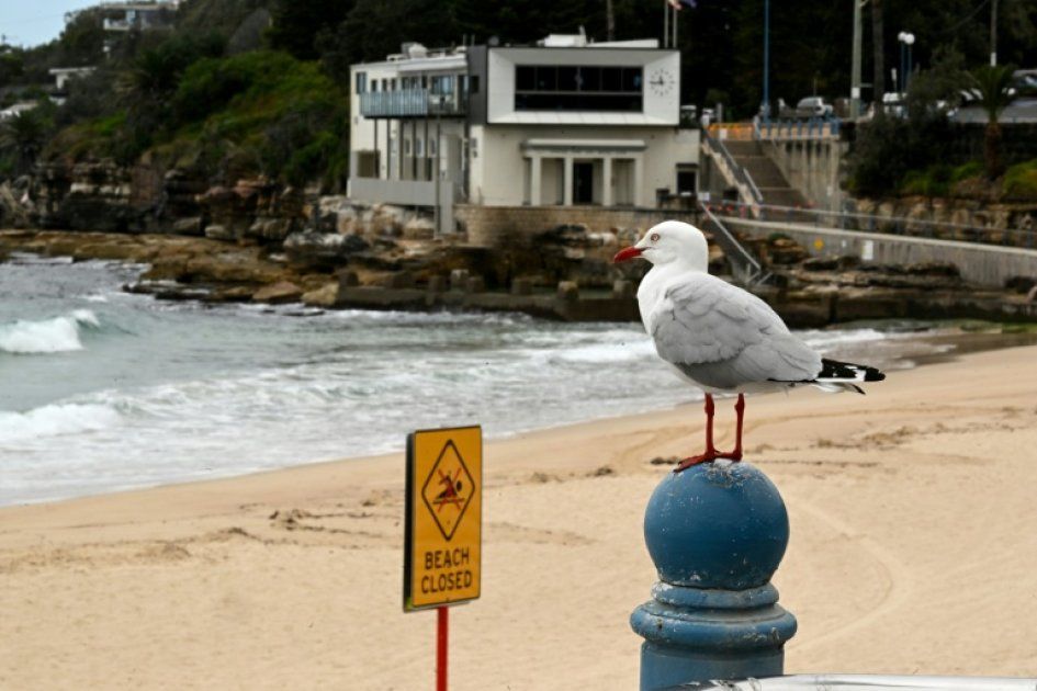 Une nageuse blessée par un requin à Sydney : l'accident qui fait trembler l'Australie