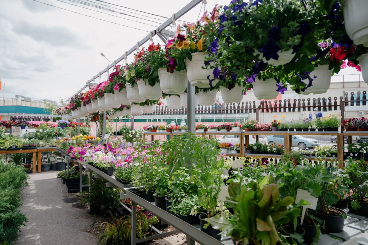 la fleur idéale pour les jardiniers débutants : beauté et simplicité au rendez-vous