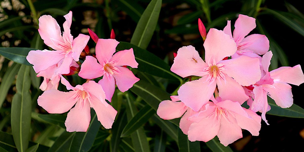 Le laurier-rose : secrets d'un arbuste florissant