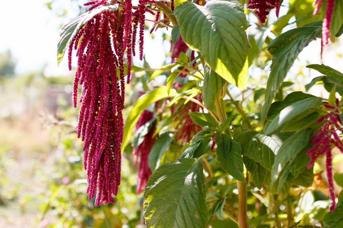 Cultiver l'amarante : un guide pratique pour un jardin coloré