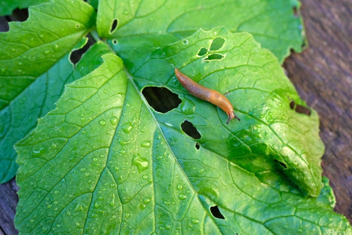 Transformez vos déchets en alliés : ces solutions naturelles contre les limaces