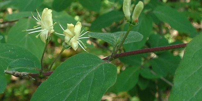 Chèvrefeuille des haies (Lonicera xylosteum) ou chèvrefeuille à balais