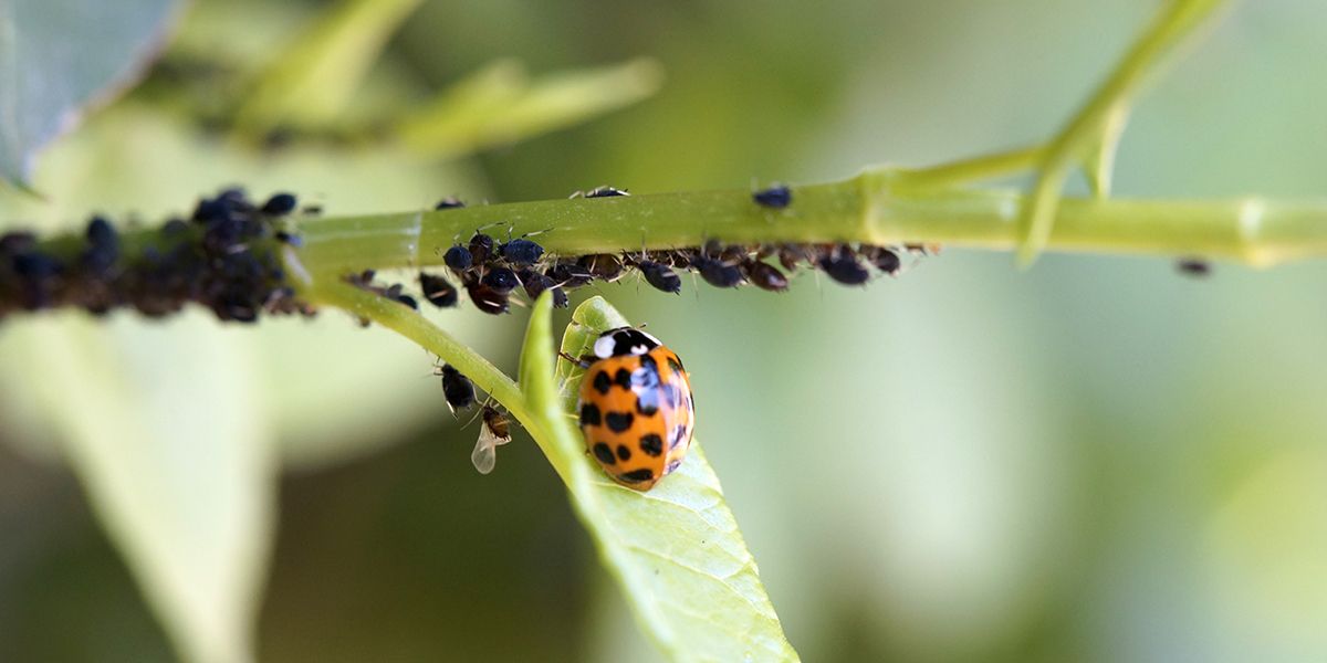 Attirez les coccinelles : astuces pour un jardin sans pucerons