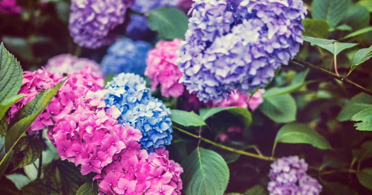 Des hortensias bleus : secrets pour des fleurs éclatantes tout l'été