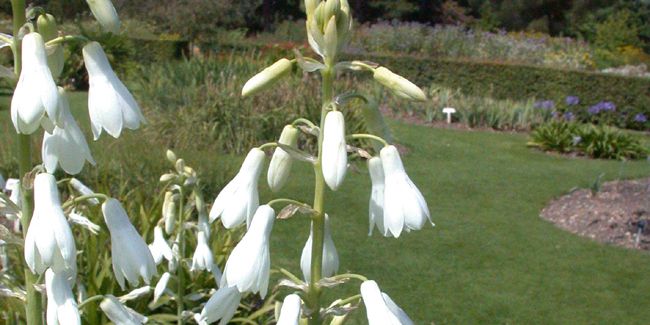 Découvrez la jacinthe du Cap : l'éclat parfumé des jardins d'été