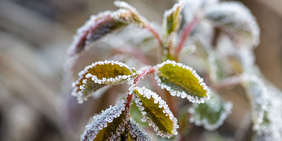 Comment sauver une plante gelée : 12 conseils indispensables