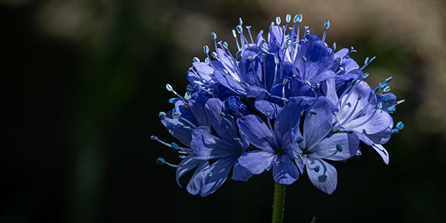 Gilia capitata : un trésor horticole à découvrir