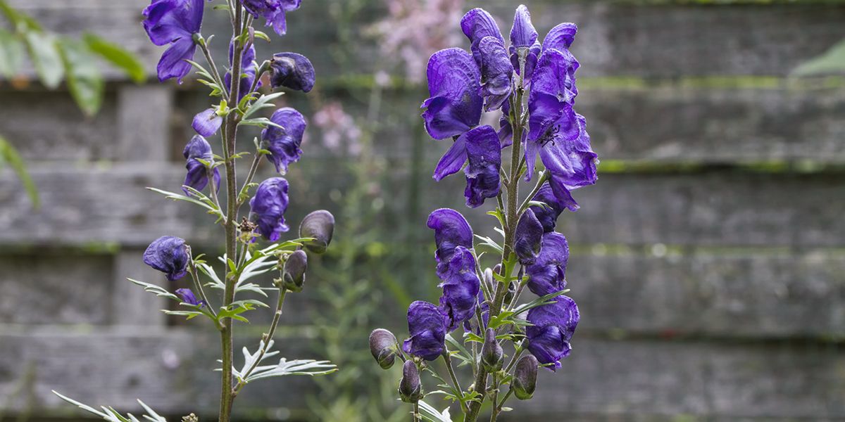 plantes toxiques à surveiller dans votre jardin