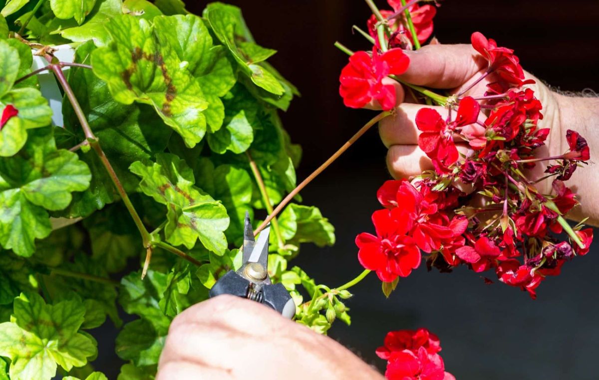 Les erreurs à éviter lors de la taille de votre géranium