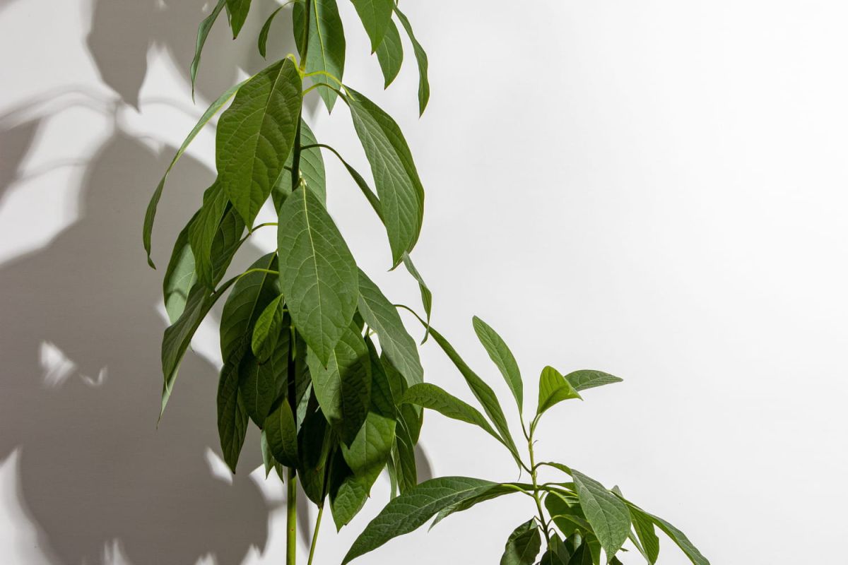 Un arbre d'intérieur idéal qui pousse rapidement et nécessite peu d'entretien