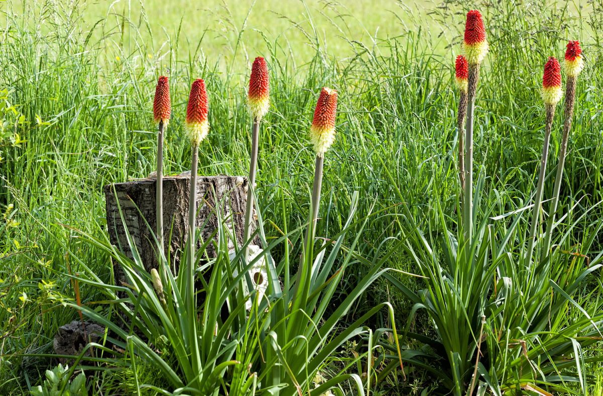 Kniphofia : l'art de cultiver cette plante exotique au jardin