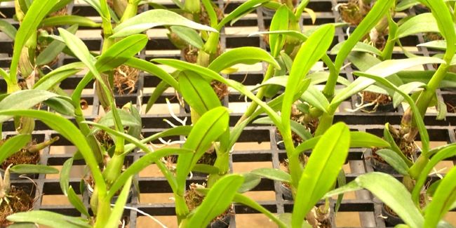 Multiplier vos orchidées : guide pratique pour tous les passionnés