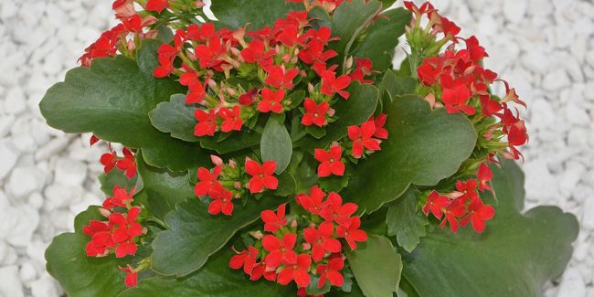 Kalanchoe : l'élément coloré qui embellit votre intérieur