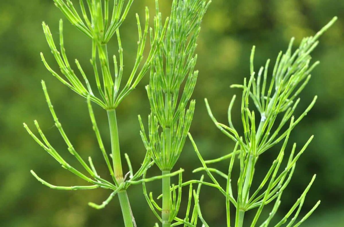 Le purin de prêle : un allié naturel pour votre jardin