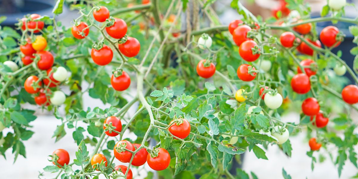 La délicieuse tomate cerise, un trésor du jardin