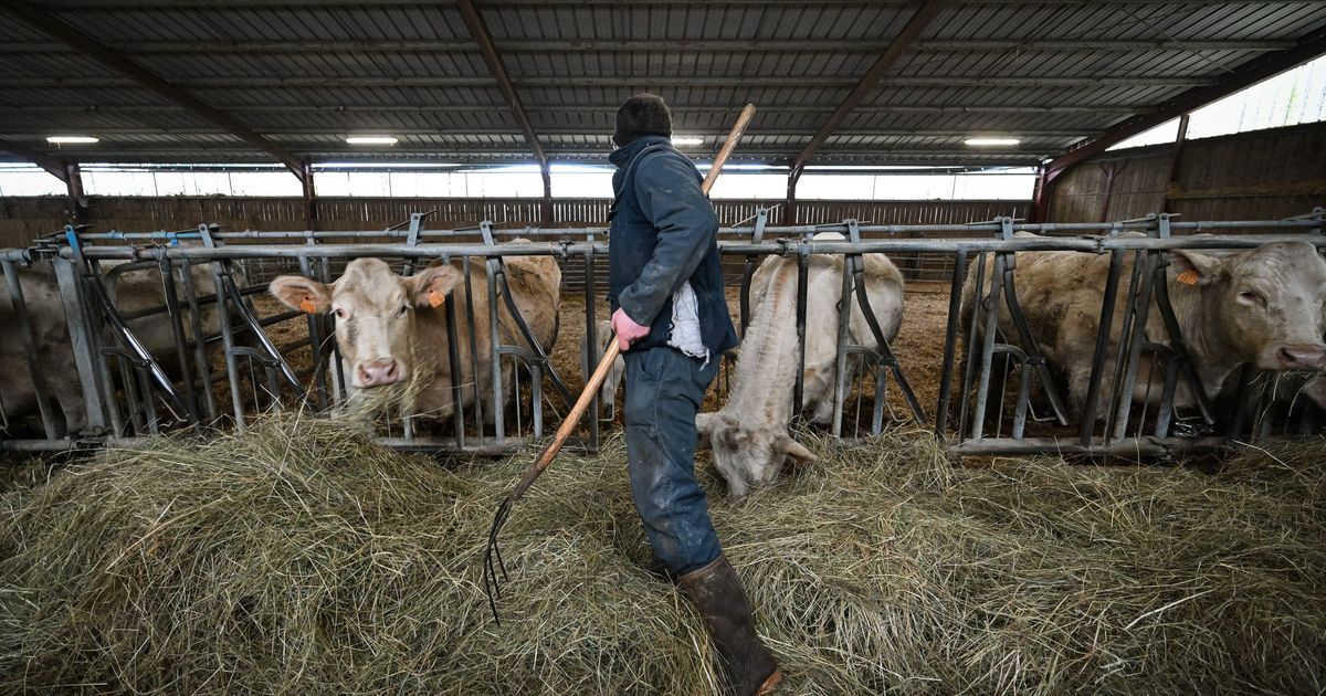 Agriculteurs en Limousin : un appel à la solidarité face à la pénurie de foin