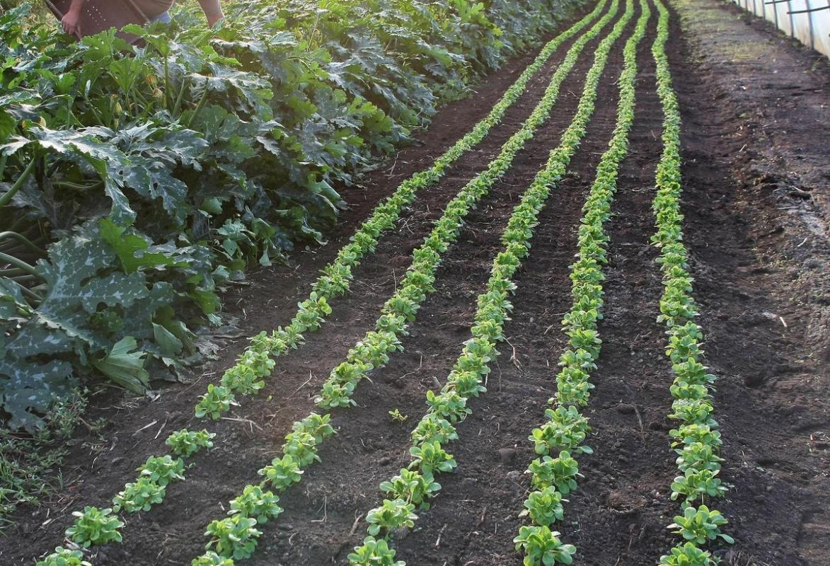 L'agriculture biologique en crise : consommation en hausse, mais surfaces en recul