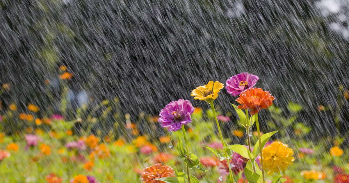 Optimiser votre jardin : solutions innovantes pour récupérer l'eau de pluie
