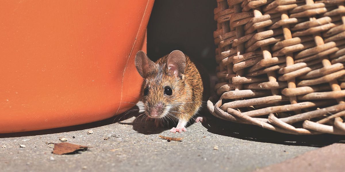 Les solutions les plus efficaces pour dire adieu aux souris