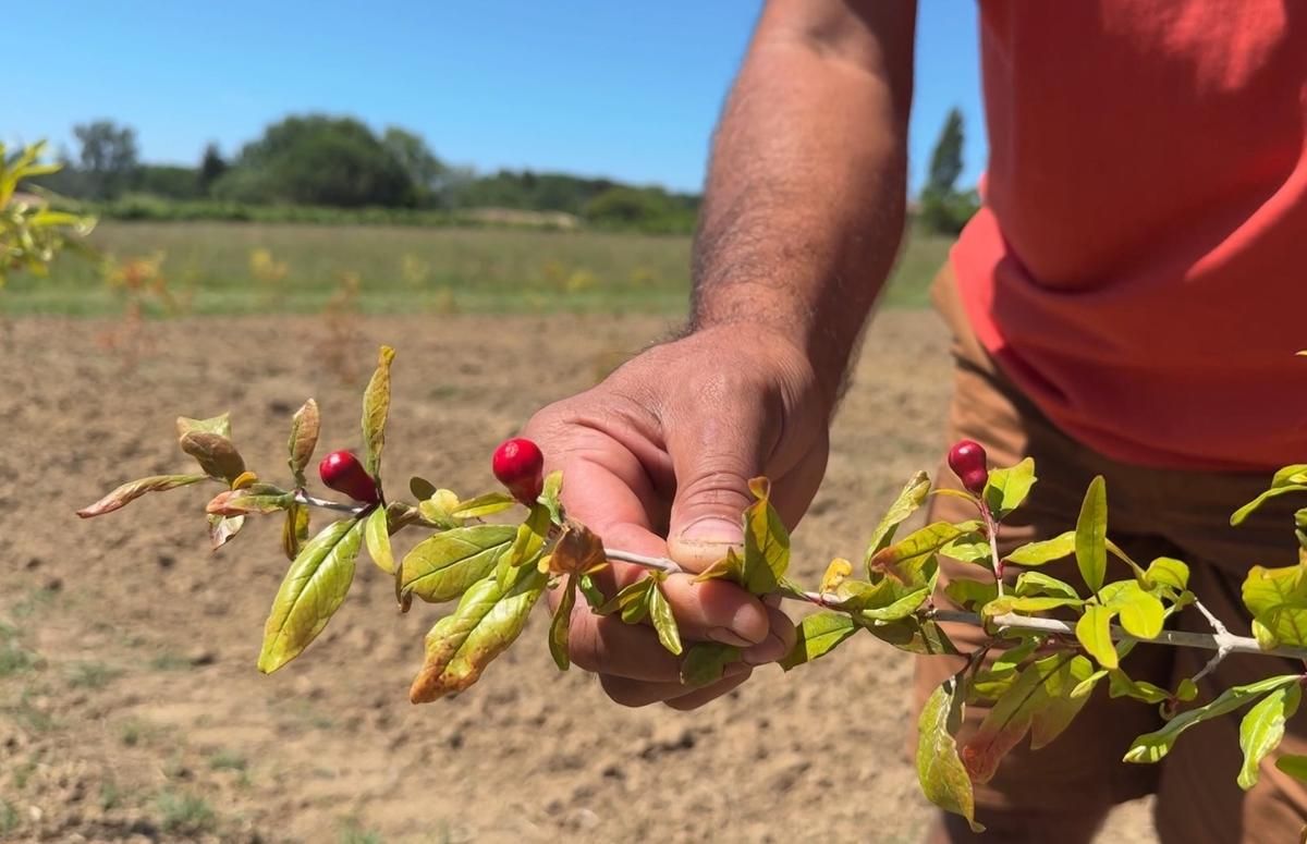 Vers une révolution fruitière : des viticulteurs girondins se tournent vers la grenade