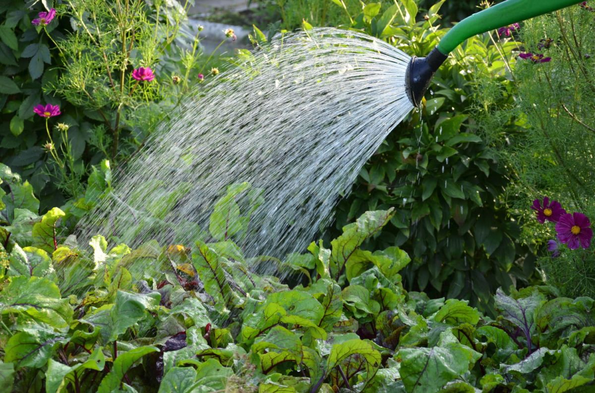 Arroser un potager : les clés d'un jardin prospère