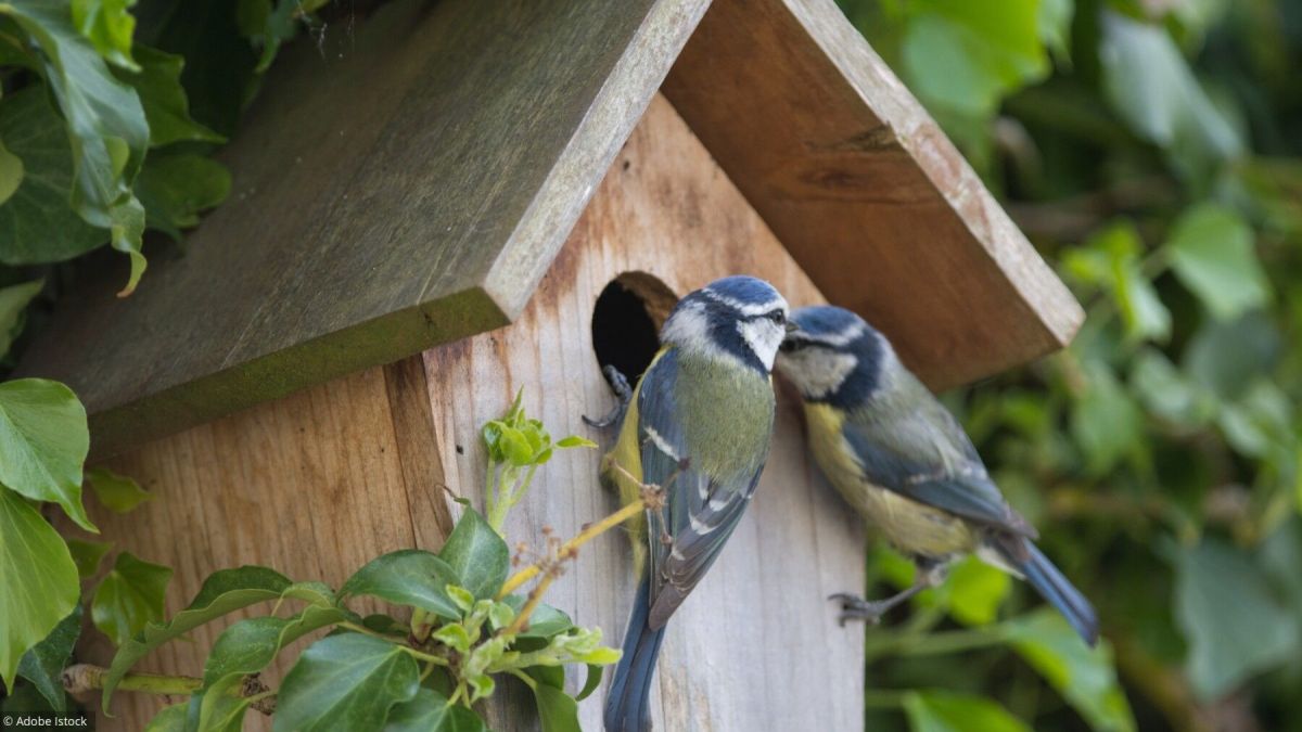 comptez les oiseaux pendant le confinement : une activité apaisante