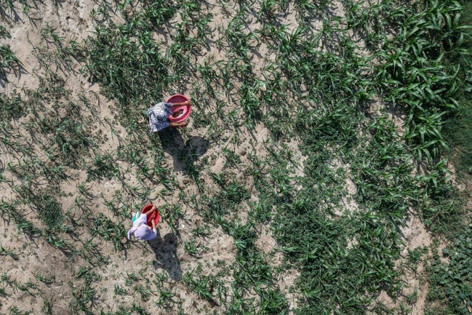 L'Inde réinvente l'agriculture : vers un avenir bio face aux incertitudes du Moyen-Orient